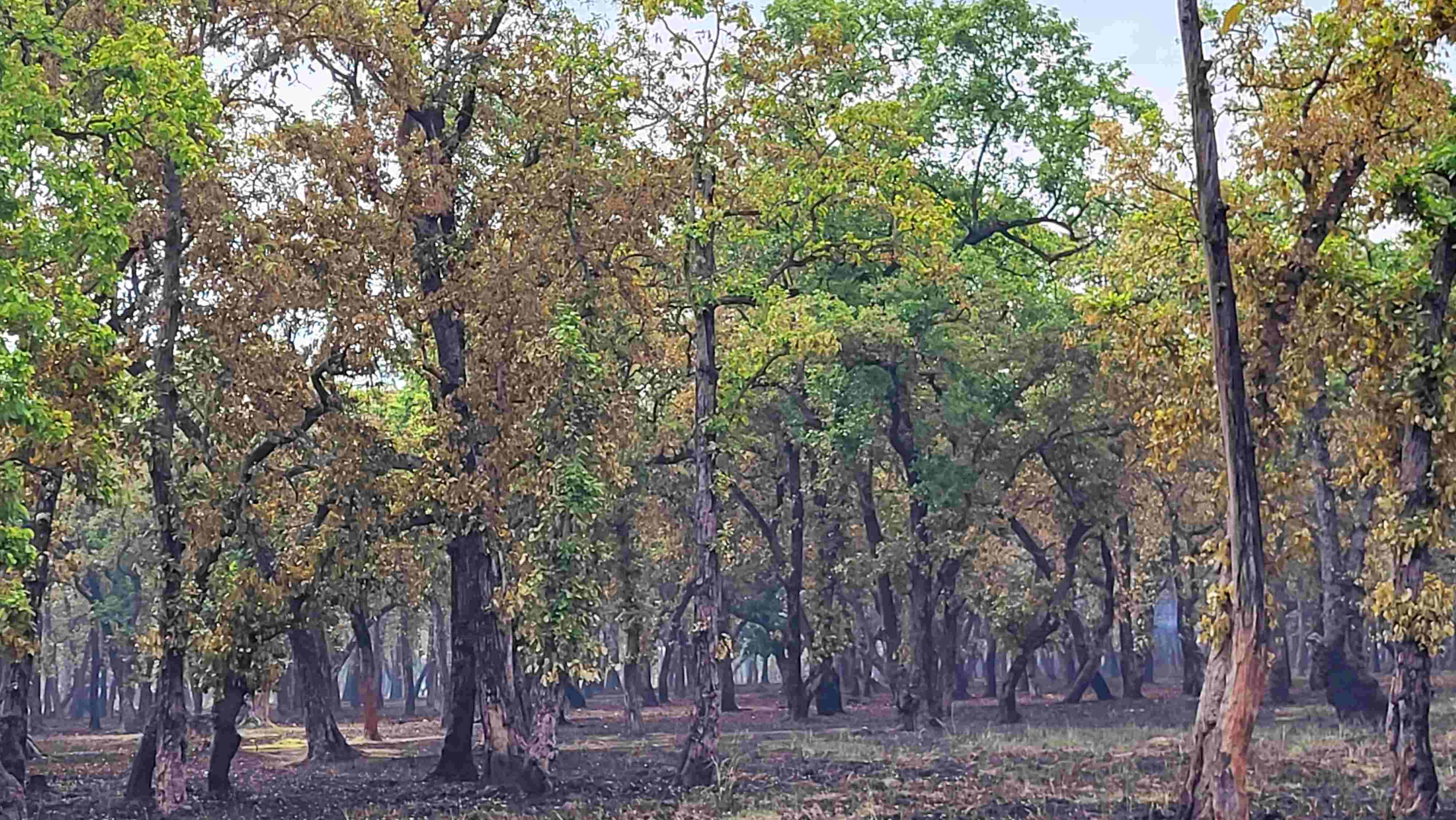 Forest Restoration Gaidahawa Project (FRGP)